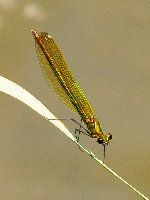 Calopteryx